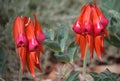 Australian native SturtÃ¢â¬â¢s Desert Pea flowers